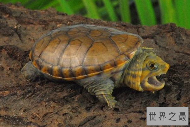 世界十大最凶猛的乌龟 棱皮海龟排第一，体重达900公斤