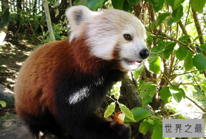 世界最著名十大动物园 赫尔辛基位列第一，中国无一上榜