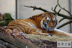 世界最著名十大动物园 赫尔辛基位列第一，中国无一上榜