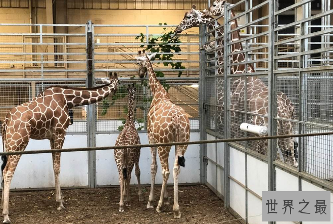 世界最著名十大动物园 赫尔辛基位列第一，中国无一上榜