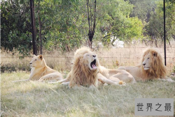 世界最著名十大动物园 赫尔辛基位列第一，中国无一上榜