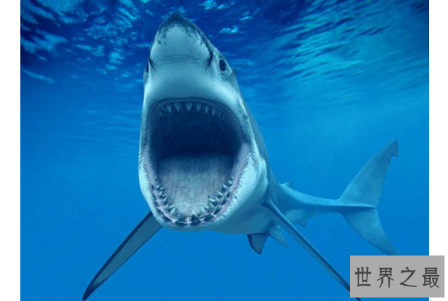 世界十大最厉害的鲨鱼 虎鲨位列榜首，达摩鲨上榜