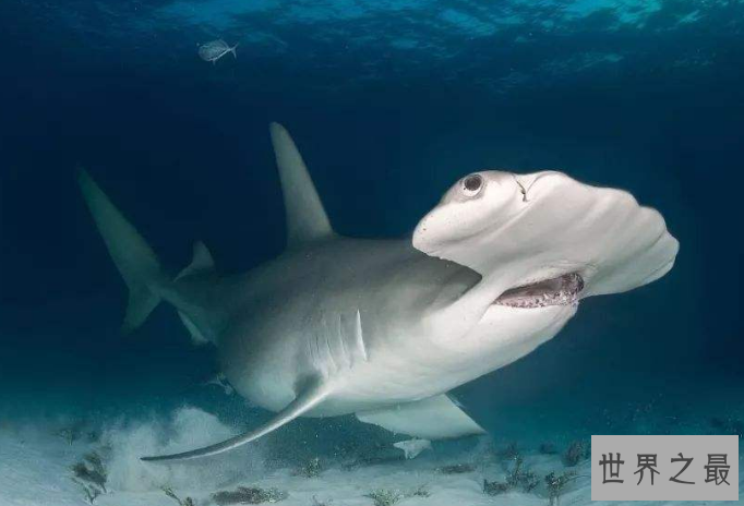 世界十大最厉害的鲨鱼 虎鲨位列榜首，达摩鲨上榜