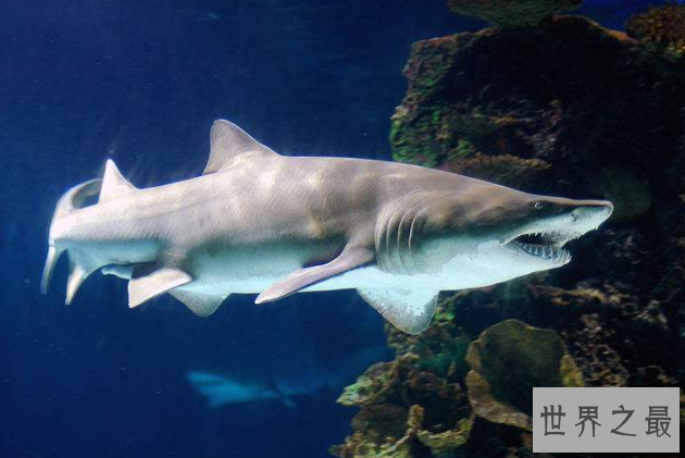世界十大最厉害的鲨鱼 虎鲨位列榜首，达摩鲨上榜