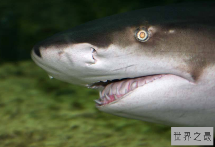 世界十大最厉害的鲨鱼 虎鲨位列榜首，达摩鲨上榜