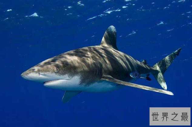 世界十大最厉害的鲨鱼 虎鲨位列榜首，达摩鲨上榜
