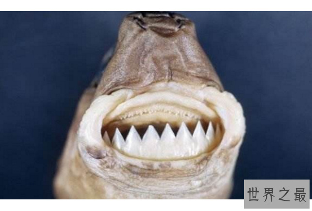世界十大最厉害的鲨鱼 虎鲨位列榜首，达摩鲨上榜