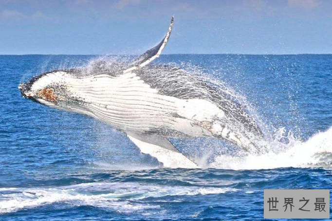 世界最厉害的十大鲸 第一名为蓝鲸，最重能达239吨