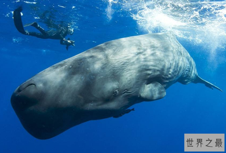 世界最厉害的十大鲸 第一名为蓝鲸，最重能达239吨