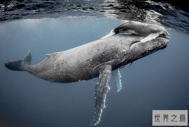 世界最厉害的十大鲸 第一名为蓝鲸，最重能达239吨