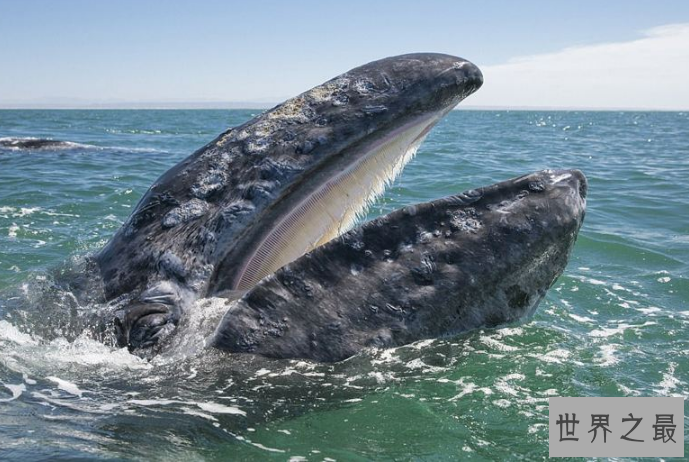 世界最厉害的十大鲸 第一名为蓝鲸，最重能达239吨