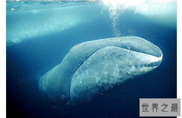 世界最厉害的十大鲸 第一名为蓝鲸，最重能达239吨