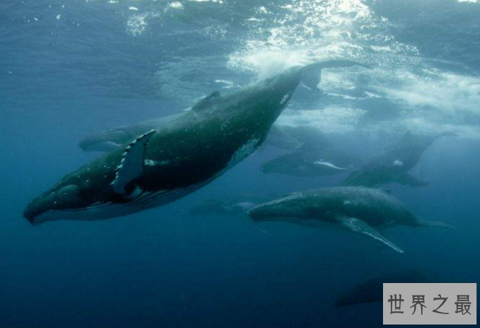 世界最厉害的十大鲸 第一名为蓝鲸，最重能达239吨