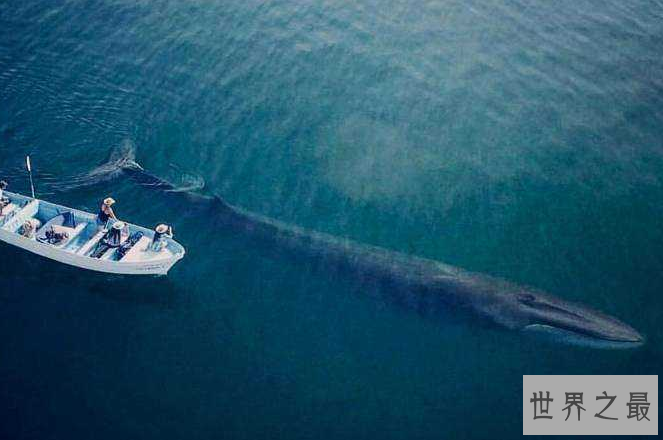 世界最厉害的十大鲸 第一名为蓝鲸，最重能达239吨