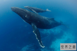 世界最厉害的十大鲸 第一名为蓝鲸，最重能达239吨