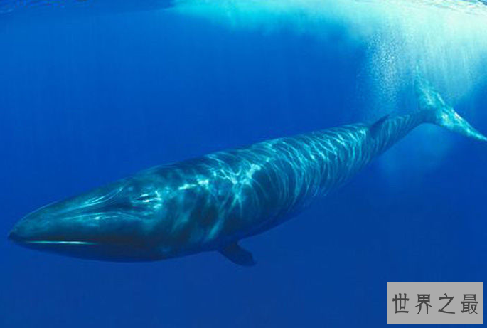 世界最厉害的十大鲸 第一名为蓝鲸，最重能达239吨