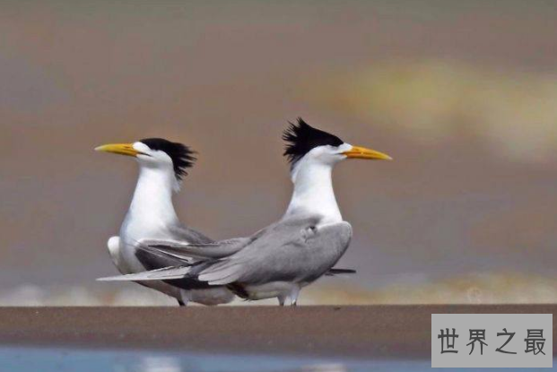 世界十大濒临灭绝的鸟 这些罕见物种，你认识几个