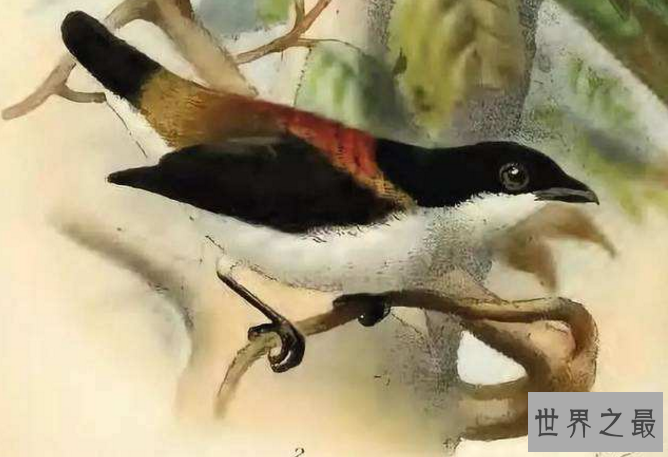世界十大濒临灭绝的鸟 这些罕见物种，你认识几个