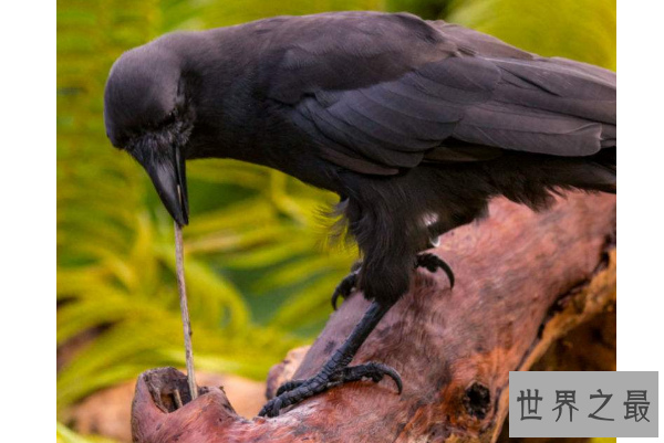 世界十大濒临灭绝的鸟 这些罕见物种，你认识几个