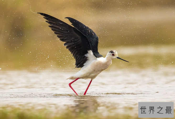 世界十大濒临灭绝的鸟 这些罕见物种，你认识几个