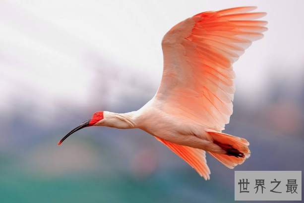 世界十大濒临灭绝的鸟 这些罕见物种，你认识几个