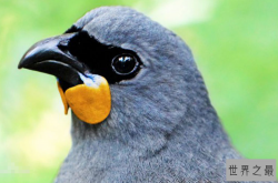 世界十大濒临灭绝的鸟 这些罕见物种，你认识几个