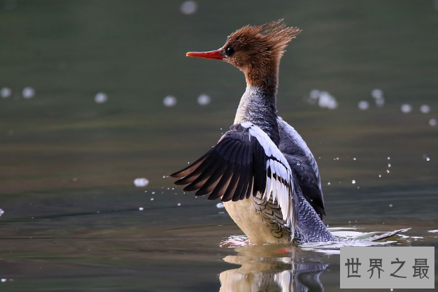 世界十大濒临灭绝的鸟 这些罕见物种，你认识几个