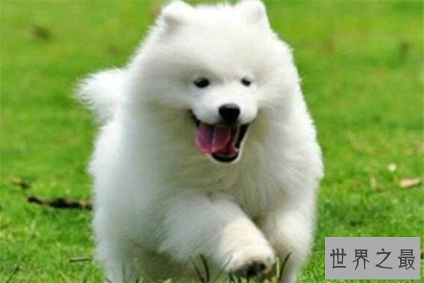 世界十大名狗排名 拉布拉多很讨人喜欢，牧羊犬大多成了警犬