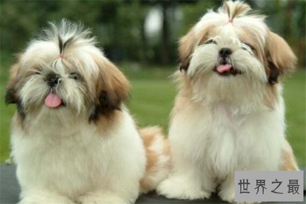 世界十大名狗排名 拉布拉多很讨人喜欢，牧羊犬大多成了警犬