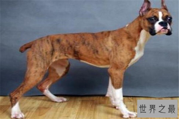 世界十大名狗排名 拉布拉多很讨人喜欢，牧羊犬大多成了警犬