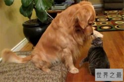 世界十大名狗排名 拉布拉多很讨人喜欢，牧羊犬大多成了警犬