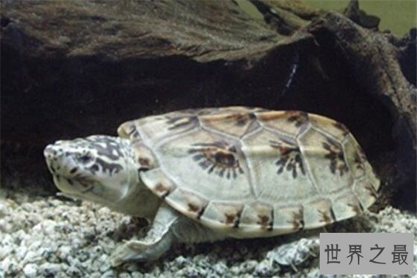 世界十大龟 河龟少到被圈养，红腿陆龟有着葫芦腰