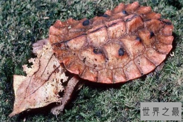 世界十大龟 河龟少到被圈养，红腿陆龟有着葫芦腰