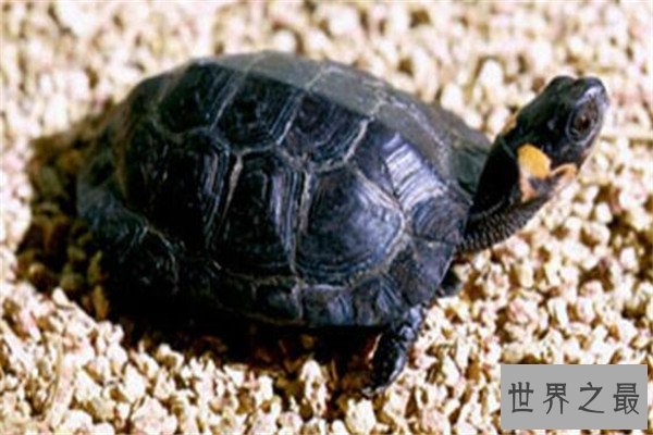 世界十大龟 河龟少到被圈养，红腿陆龟有着葫芦腰
