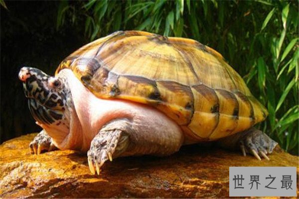 世界十大龟 河龟少到被圈养，红腿陆龟有着葫芦腰