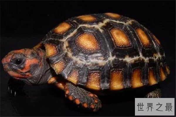 世界十大龟 河龟少到被圈养，红腿陆龟有着葫芦腰