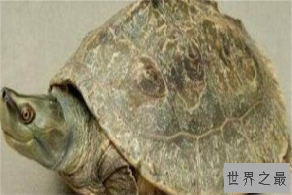 世界十大龟 河龟少到被圈养，红腿陆龟有着葫芦腰