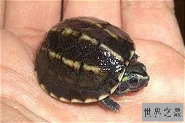 世界十大龟 河龟少到被圈养，红腿陆龟有着葫芦腰