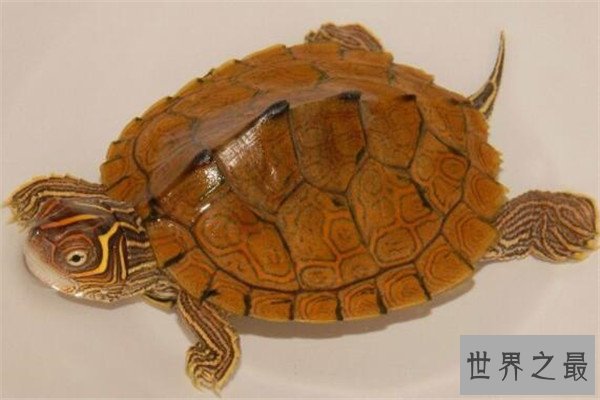 世界十大龟 河龟少到被圈养，红腿陆龟有着葫芦腰