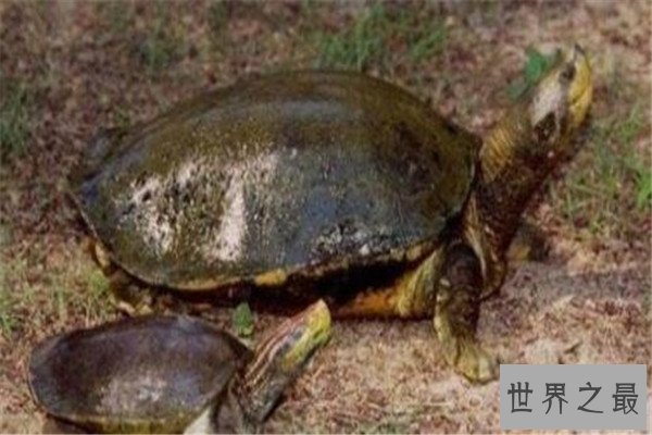 世界十大龟 河龟少到被圈养，红腿陆龟有着葫芦腰
