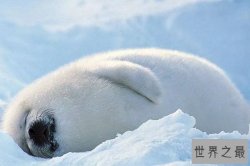 全球十大最萌动物 神兽羊驼第三，第一被用来做表情包