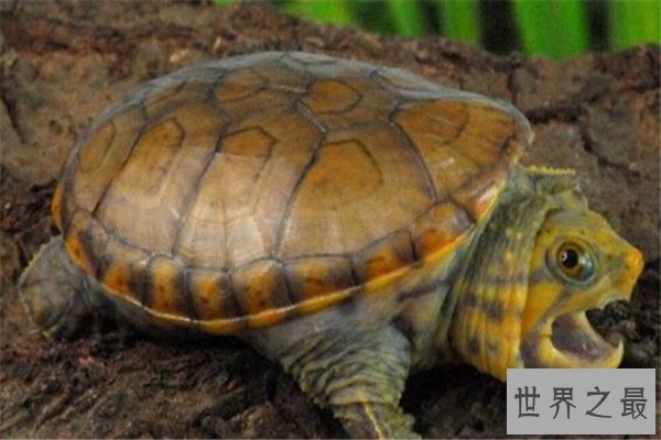 世界十大厉害龟 八角龟能让猎物血流不止,第五能把木船咬粉碎