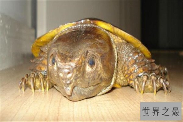 世界十大厉害龟 八角龟能让猎物血流不止,第五能把木船咬粉碎
