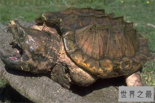 世界十大厉害龟 八角龟能让猎物血流不止,第五能把木船咬粉碎