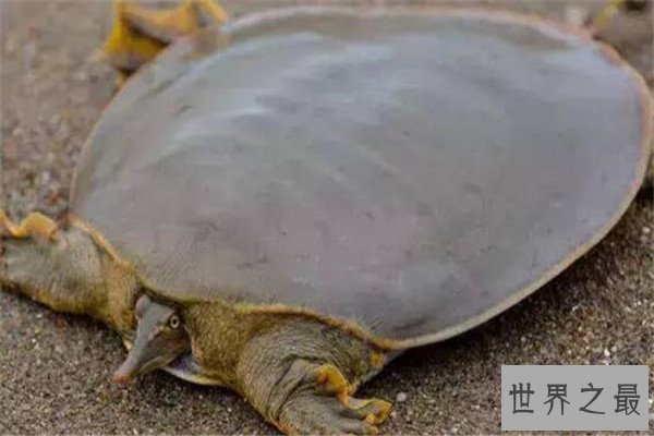 世界十大厉害龟 八角龟能让猎物血流不止,第五能把木船咬粉碎