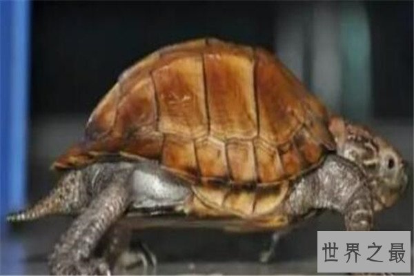世界十大厉害龟 八角龟能让猎物血流不止,第五能把木船咬粉碎
