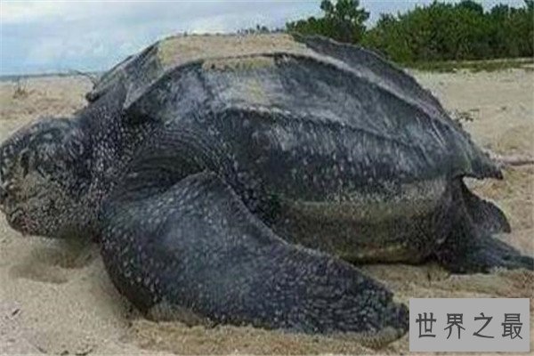世界十大厉害龟 八角龟能让猎物血流不止,第五能把木船咬粉碎
