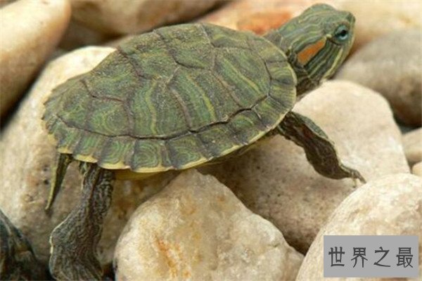 世界十大厉害龟 八角龟能让猎物血流不止,第五能把木船咬粉碎