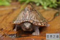 世界十大厉害龟 八角龟能让猎物血流不止,第五能把木船咬粉碎