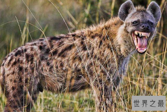 世界十大猛兽排行 鬣狗上榜，第一名为万兽之王